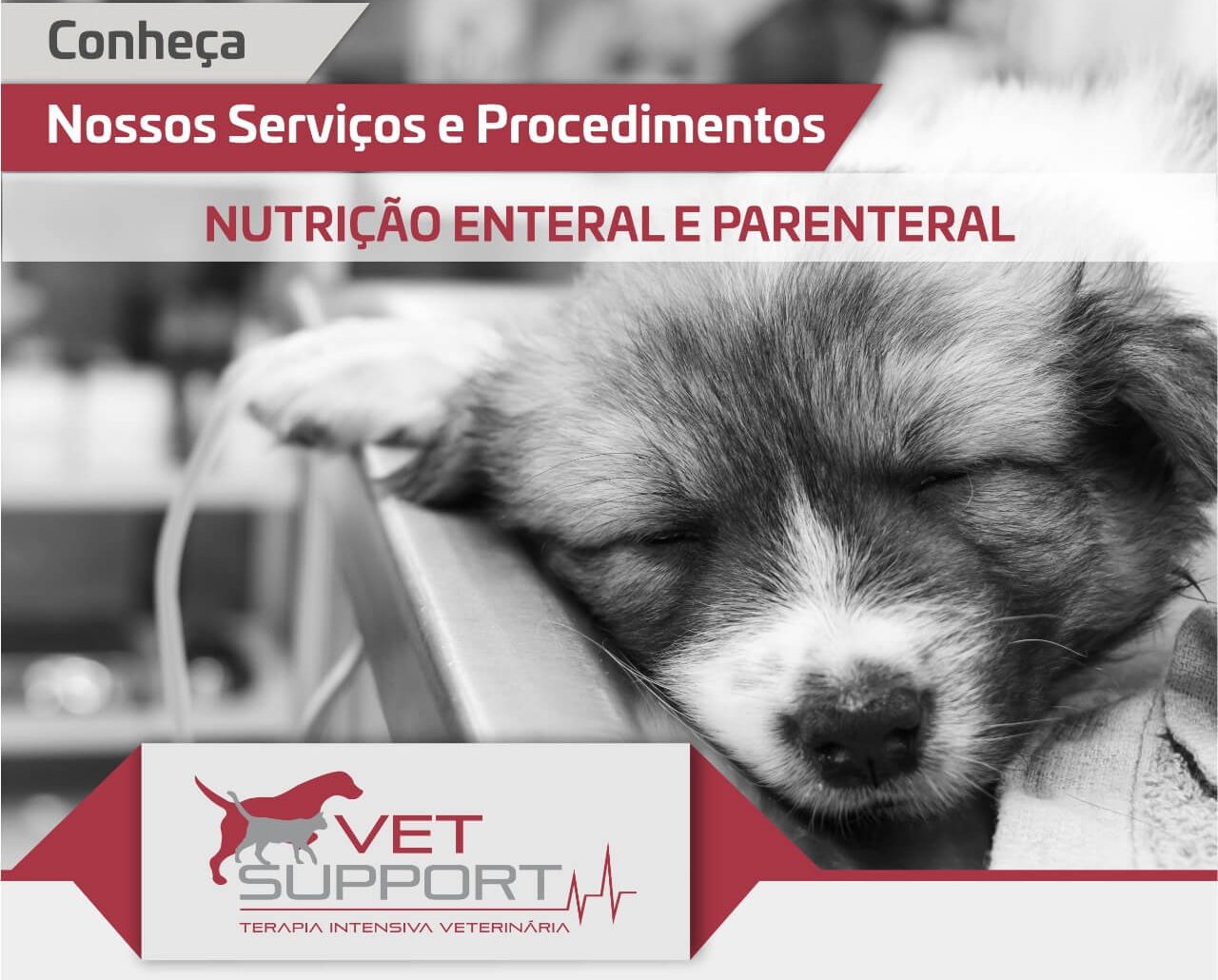 Nutrição enteral e paraenteral de caes e gatos internação e terapia intensiva veterinária