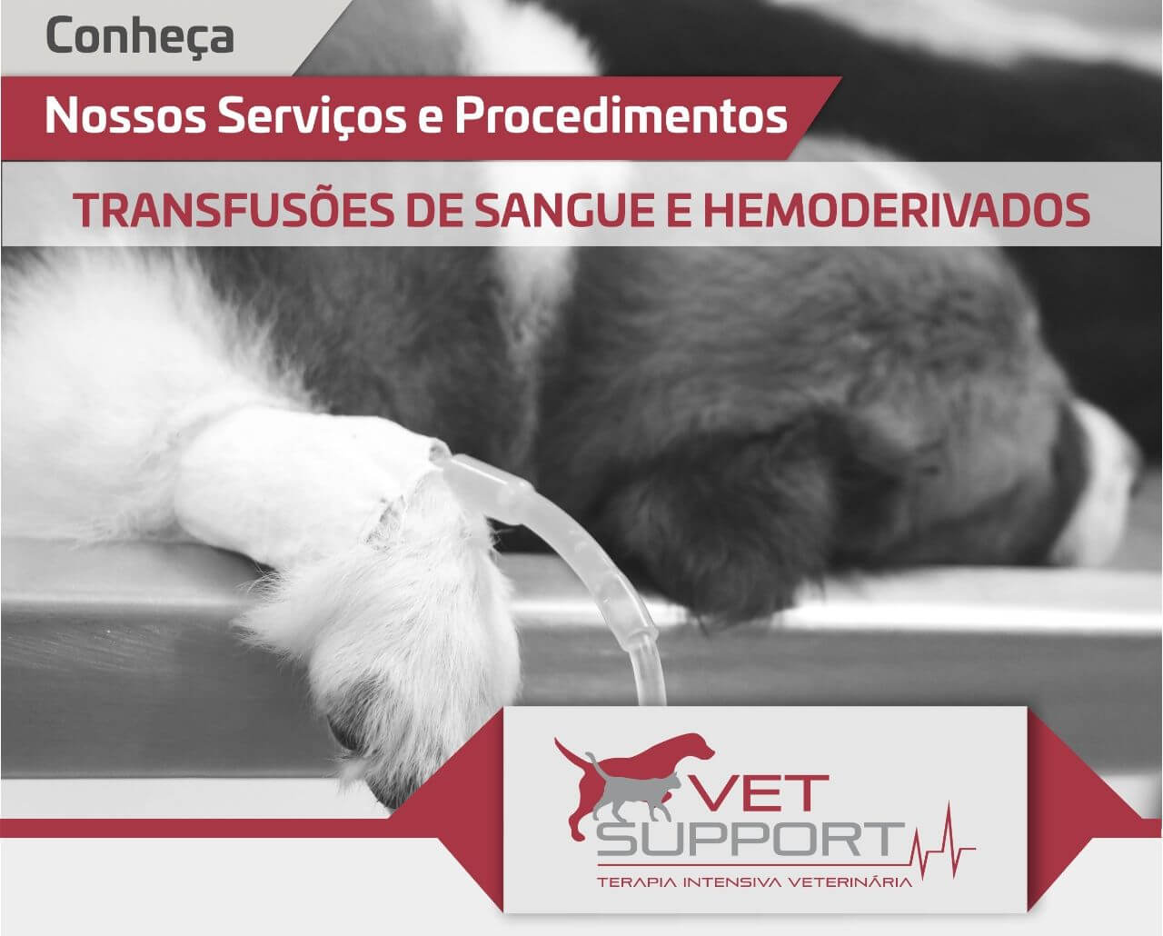 Transfusões de sangue e hemoderivados caes gatos