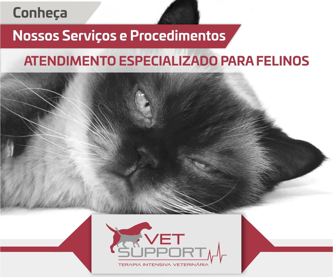 atendimento especializado felinos terapia intensiva veterinaria internacao gatos