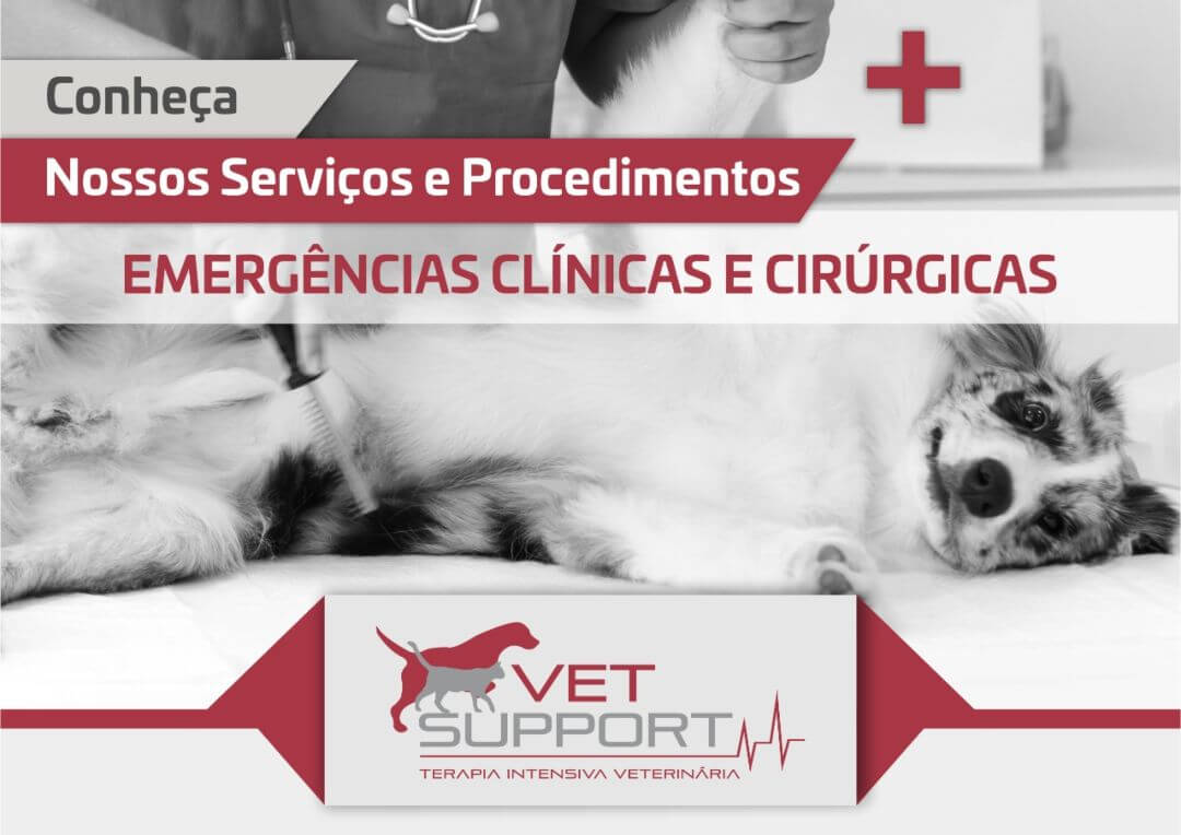 emergencias veterinarias cirurgias caes e gatos